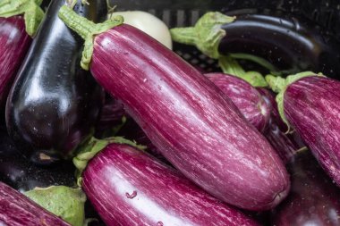 Taze organik sebzeler mor patlıcanlar, diyet konsepti, İtalyan ve Fransız yemekleri, gıda pazarında sağlıklı yiyecekler.