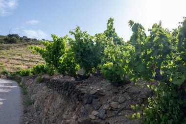 Yeşil tepelerin ve Banyuls AOP üzüm bağlarının manzarası, üzüm bitkileri, Pyrenees dağları ve Akdeniz arasında, Fransa 'nın güneyinde doğal tatlı şaraplar üretmek için özel iklim ve toprak,