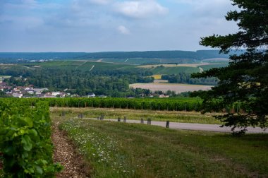 Essoyes ve Celles-sur-Ource, Champagne-Ardennes, Fransa, Avrupa yakınlarındaki Aube şubesinin Cote des Bar bölgesinde şampanya bağları