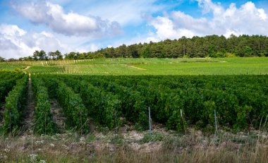 Essoyes ve Celles-sur-Ource, Champagne-Ardennes, Fransa, Avrupa yakınlarındaki Aube şubesinin Cote des Bar bölgesinde şampanya bağları