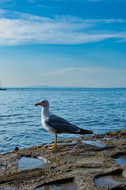 Fransa 'nın Collioure kentinde plajda ya da kayalarda avlanan martı deniz kuşu