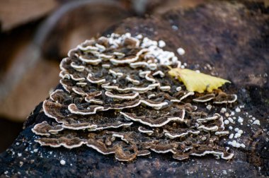 Rutubetli odunlarda, odunlarda ya da orman vadisindeki yosunlu derelerde çeşitli mantarlar yetişir..