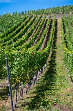 Üzüm bağlarında olgun beyaz Riesling üzümleri, Avrupa 'nın en dik üzüm bağı olan Calmont' ta hasat zamanı Moselle Nehri Vadisi, Bremm, Almanya 'da güneşli bir günde