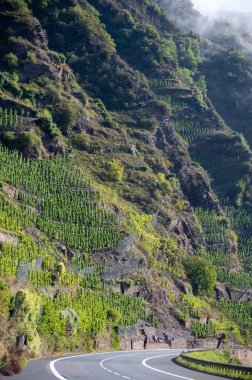Avrupa 'nın en sarp üzüm bağları Moselle Nehri vadisinde, açık hava aktiviteleri, Almanya' da yürüyüş ve tırmanma, Bremm 'de seyahat varış noktası olan Calmont bölgesinde ormanları olan bir yolda araba sürmek.