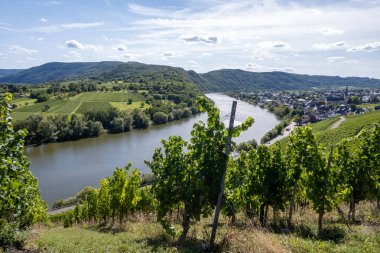 Tepe üzüm bağları, Krvon Moselle nehir vadisinde hasat zamanı, Almanya 'da doğa yürüyüşü Traben-Trarbach, Almanya' da seyahat yeri, olgunlaşmış beyaz Riesling sürüleri.