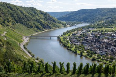 Tepe üzüm bağları, Krvon Moselle nehir vadisinde hasat zamanı, Almanya 'da doğa yürüyüşü Traben-Trarbach, Almanya' da seyahat yeri, olgunlaşmış beyaz Riesling sürüleri.