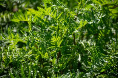 Tansy ya da Tanasetum vulgare. Paskalya familyasındaki Tanasetum bitkisinin daimi bitkisi. Orta Avrupa ve Asya 'ya özgü.