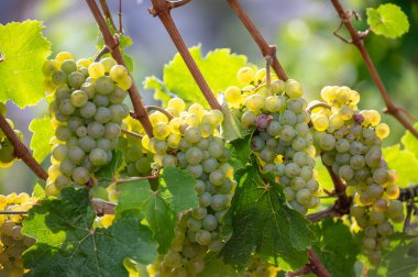 Eylül 'de üzüm bağlarında olgunlaşan üzümler, Avrupa' nın en dik üzüm bağı olan Calmont bölgesinde hasat zamanı Moselle Nehri Vadisi, Ediger-Eller, Almanya