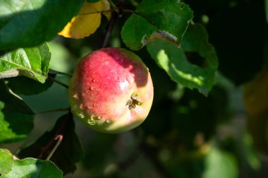Almanya 'daki Mosellle nehri boyunca bahçede olgun büyük elmalar, Eylül' de hasat zamanı
