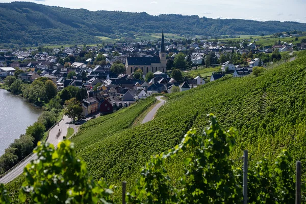 Krv yakınlarındaki tepe yeşil üzüm bağları, Moselle nehir vadisi döngüsü, açık hava aktiviteleri, Almanya 'da yürüyüş, Traben-Trarbach, Almanya yakınlarındaki seyahat noktaları