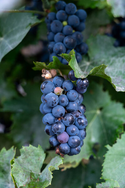 Виноградники с спелым голубым виноградом Pinot noir Spatburgunder, ряд растений, время сбора урожая в винодельческом регионе Кальмонт с крутейшим виноградником в Европе на долине реки Мозель Германия