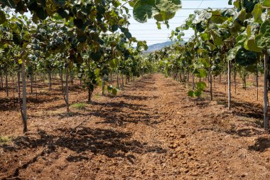 Yeni altın ya da yeşil kivi hasadı, İtalya 'daki meyve bahçesinde asılı kıllı meyveler, Lazio, Fondi