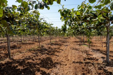 Yeni altın ya da yeşil kivi hasadı, İtalya 'daki meyve bahçesinde asılı kıllı meyveler, Lazio, Fondi