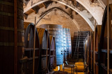 Collioure 'daki eski meşe fıçılarını ziyaret edin. Doğal tatlı kırmızı cru şarabı için eski meşe fıçıları. Banyuls, Katalan Pirenesi, Roussillon, Fransa' nın yamaçlarındaki eski sarmaşıklardan güçlendirilmiş tatlı şarabı.