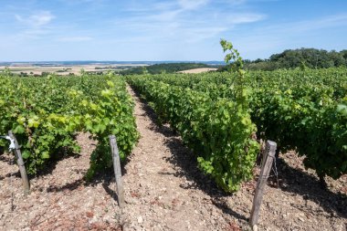 Pouilly-Fume adreslerinin üzüm bağlarına bak, Sauvignon Blanc üzümlerinden yapılan kuru beyaz şarap farklı toprak türlerinde yetişiyor, Franc.