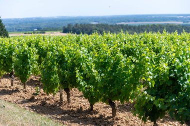 Pouilly-Fume adreslerinin üzüm bağlarına bak, Sauvignon Blanc üzümlerinden yapılan kuru beyaz şarap farklı toprak türlerinde yetişiyor, Franc.