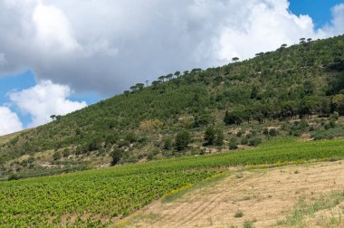 Sicilya 'daki Palermo-Trapani otoyolunun yeşil tepelerinde üzüm bağları ve zeytinlikleri var.