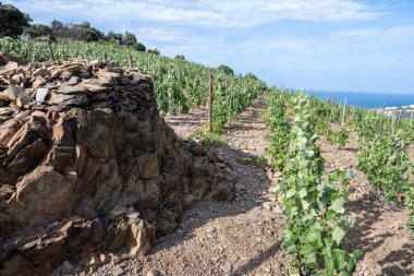 Yeşil tepelerin ve Banyuls AOP üzüm bağlarının manzarası, üzüm bitkileri, Pyrenees dağları ve Akdeniz arasında, Fransa 'nın güneyinde doğal tatlı şaraplar üretmek için özel iklim ve toprak,