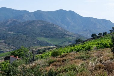 Yeşil tepelerin ve Banyuls AOP üzüm bağlarının manzarası, üzüm bitkileri, Pyrenees dağları ve Akdeniz arasında, Fransa 'nın güneyinde doğal tatlı şaraplar üretmek için özel iklim ve toprak,