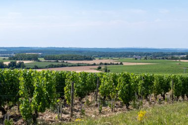 Pouilly-Fume adreslerinin üzüm bağlarına bak, Sauvignon Blanc üzümlerinden yapılan kuru beyaz şarap farklı toprak türlerinde yetişiyor, Franc.