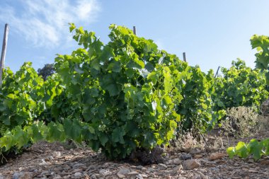 Yeşil tepelerin ve Banyuls AOP üzüm bağlarının manzarası, üzüm bitkileri, Pyrenees dağları ve Akdeniz arasında, Fransa 'nın güneyinde doğal tatlı şaraplar üretmek için özel iklim ve toprak,