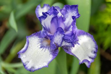 Leylak mavisi beyaz süsen çiçekleri, Fransa 'nın güneyinde, Provence' de bahar çiçekleri, doğa bahçesi arka planı.