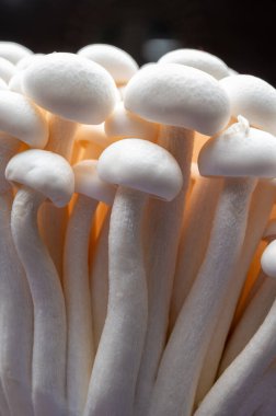 Taze beyaz shimeji yenilebilir mantarları Doğu Asya 'ya özgüdür, ona-shimeji yaygın olarak yetiştirilir ve umami tatma bileşikleri bakımından zengindir.