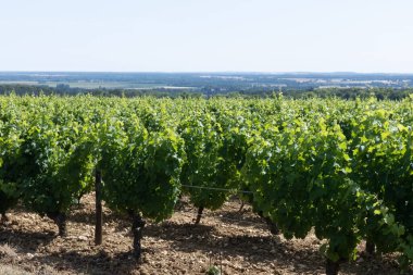 Pouilly-Fume adreslerinin üzüm bağlarına bak, Sauvignon Blanc üzümlerinden yapılan kuru beyaz şarap farklı toprak türlerinde yetişiyor, Franc.