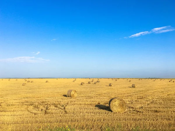 Fardos Feno Campo Após Colheita Campo Agrícola Feno Fardos Dourado — Fotografia de Stock