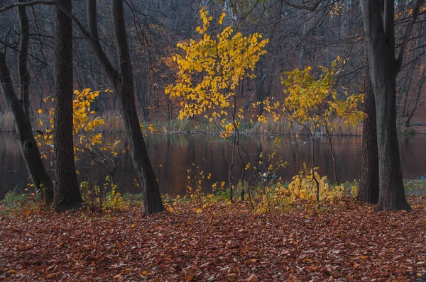 Jesienny Krajobraz Jezioro Parku Kaczki Popływać Jeziorze — Zdjęcie stockowe