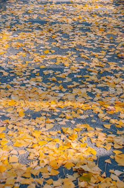 Yellow Autumn Leaves Ground — Stock Photo, Image