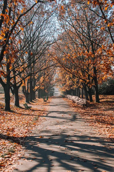 Piękna Jesienna Aleja Park Żółtymi Liśćmi Tle Drzew — Zdjęcie stockowe