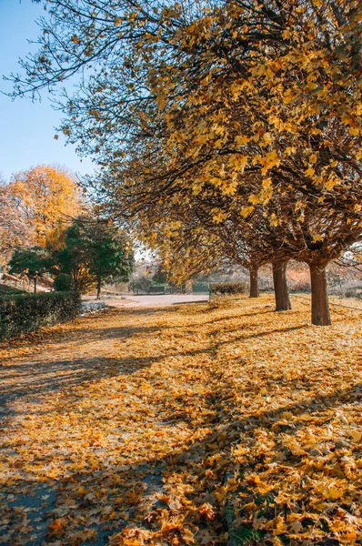 Piękna Jesienna Aleja Park Żółtymi Liśćmi Tle Drzew — Zdjęcie stockowe