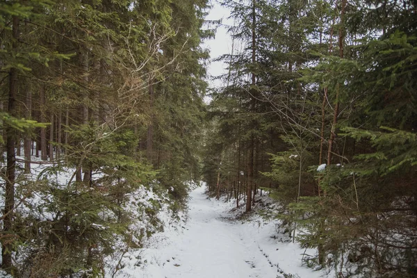 Trilha Floresta Inverno Após Neve Fresca — Fotografia de Stock