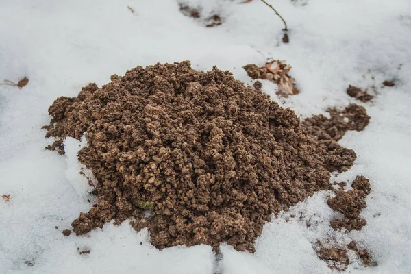 Neue Maulwurfshügel Garten Auf Schnee — Stockfoto