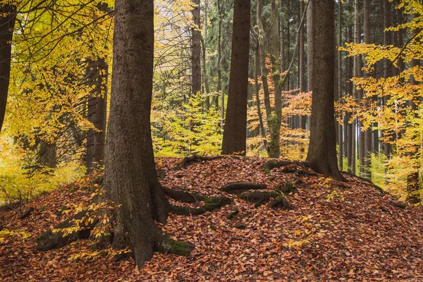 Jesień Las Promieniach Słońca Liści Bavaria Niemcy — Zdjęcie stockowe