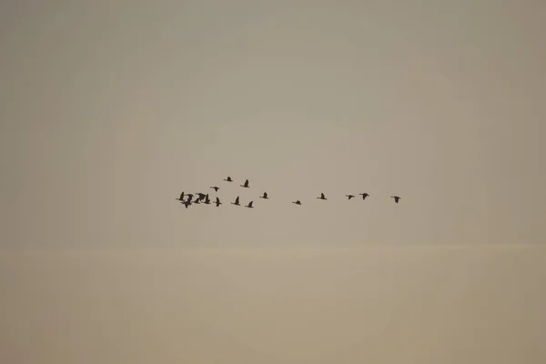 Group Flock Bean Geese Migration Blue Sky April — Stock Photo, Image