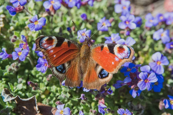 Крупный План Бабочки Монарха Опыляющейся Свежих Цветах — стоковое фото
