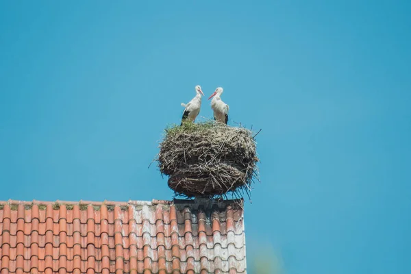 White Storks Ciconia Ciconia Nesting Chimney — Stock Photo, Image