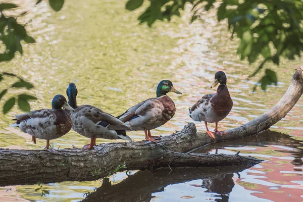 Patos Selvagens Caminham Perto Rio — Fotografia de Stock