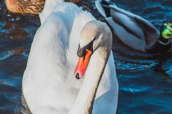 Bellissimo Cigno Bianco Nuota Sul Lago Silbersee — Foto Stock