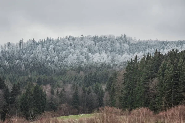 Bosque Cubierto Nieve Montaña Bavaria Stadlern — Foto de Stock