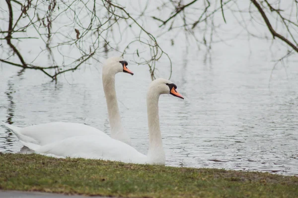 Par Cisnes Brancos Nadando Lago — Fotografia de Stock