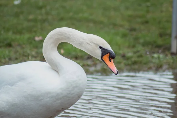 Cigno Uno Sfondo Erba Acqua — Foto Stock