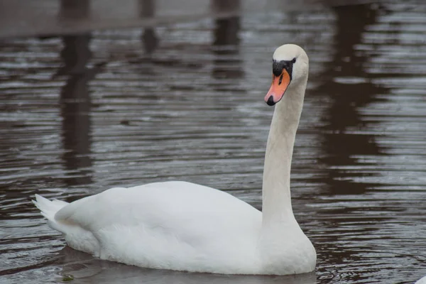 Bellissimo Cigno Bianco Nuota Sul Lago Silbersee — Foto Stock