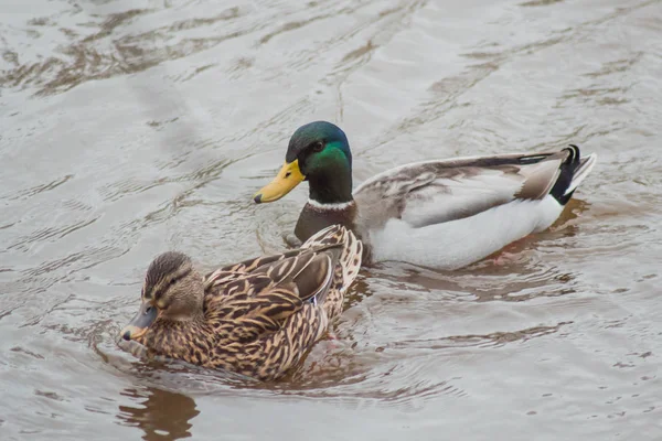 Beautiful Pair Ducks Bright Plumage Floating Next Each Other Waters Stock Image