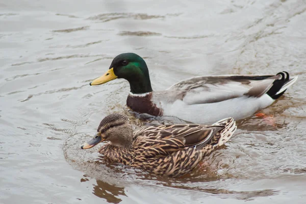 Beautiful Pair Ducks Bright Plumage Floating Next Each Other Waters Stock Picture