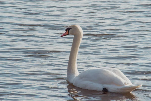 Beautiful white swan swims on the lake Silbersee