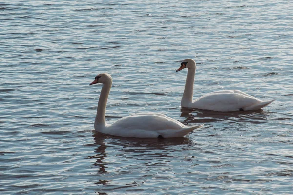 Coppia Cigni Bianchi Che Nuotano Sul Lago — Foto Stock