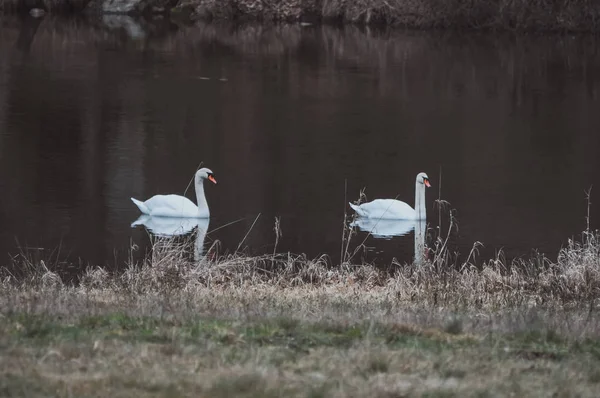 Coppia Cigni Bianchi Che Nuotano Sul Lago — Foto Stock